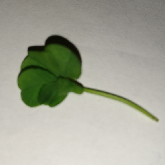 🍀 WILD 5 Five Leaf Clover Rare REAL Just 4U Found 4/23/23 USA yard Lucky Rose - Picture 12 of 17